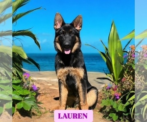 German Shepherd Dog Puppy for sale in POPLARVILLE, MS, USA