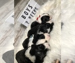Small Photo #41 Sheepadoodle Puppy For Sale in NIXA, MO, USA