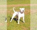 Small Photo #8 American Bulldog Puppy For Sale in WEST GROVE, PA, USA