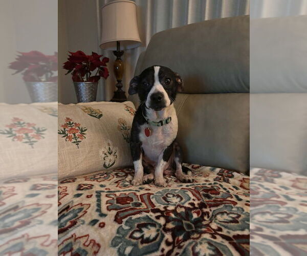 Medium Photo #9 Boston Huahua Puppy For Sale in Springdale, PA, USA