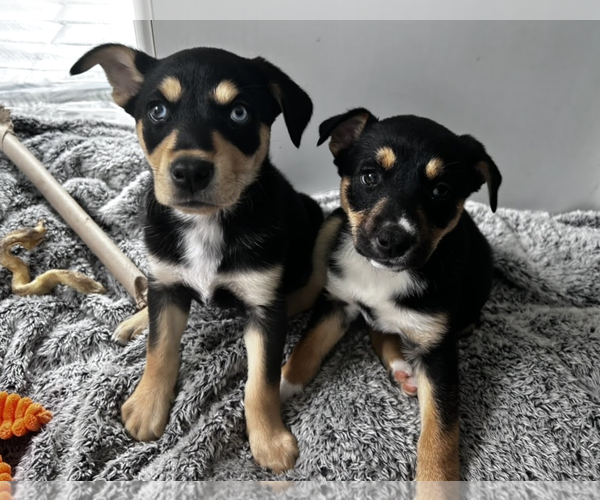 Medium Photo #3 Mutt Puppy For Sale in Rockville, MD, USA