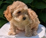 Small #4 Cavapoo