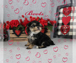 Small Photo #2 Poodle (Toy) Puppy For Sale in CHANUTE, KS, USA