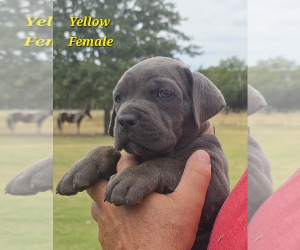 Medium Photo #5 Cane Corso Puppy For Sale in COLBERT, OK, USA