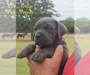 Medium Cane Corso