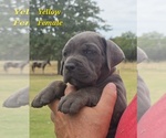 Puppy 4 Cane Corso