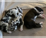 Small Photo #57 Great Dane Puppy For Sale in MARICOPA, AZ, USA