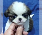 Small #2 Japanese Chin