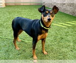 Small Miniature Pinscher Mix