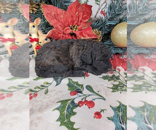 Medium Photo #35 Poodle (Toy) Puppy For Sale in BLACK FOREST, CO, USA