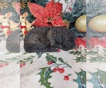  - Photo #8