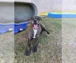 Small #3 Plott Hound Mix