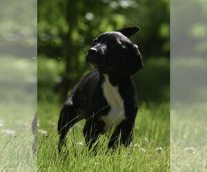 Shepradors Dogs for adoption in Mechanicsburg, PA, USA