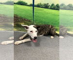 Small #1 American Pit Bull Terrier Mix