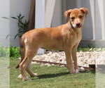 Small #1 Catahoula Leopard Dog