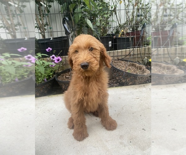 Medium Photo #1 Goldendoodle Puppy For Sale in RALEIGH, NC, USA