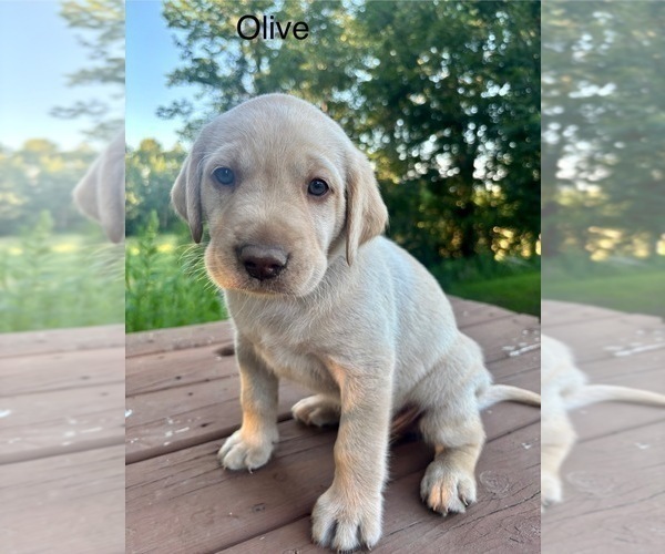 Medium Photo #27 Labrador Retriever Puppy For Sale in STANLEY, WI, USA