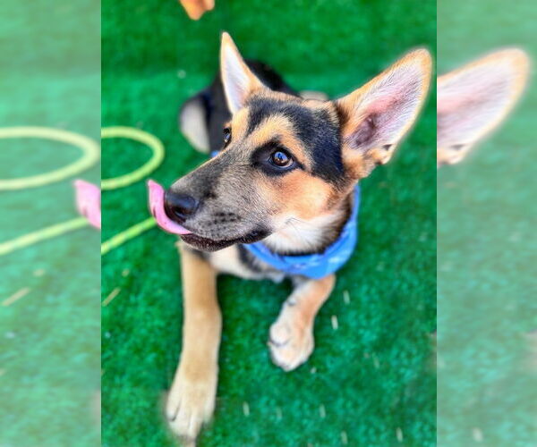 Medium Photo #10 German Shepherd Dog-Huskies  Mix Puppy For Sale in San Diego, CA, USA