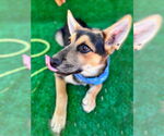Small #9 German Shepherd Dog-Huskies  Mix