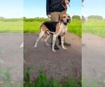Small #1 Treeing Walker Coonhound Mix