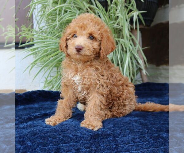 Medium Photo #2 Goldendoodle (Miniature) Puppy For Sale in NARVON, PA, USA