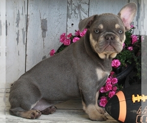 French Bulldog Puppy for sale in FREDERICKSBURG, OH, USA