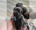 Small Photo #7 Mastiff Puppy For Sale in MERCED, CA, USA