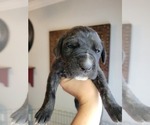 Small #1 Daniff-Neapolitan Mastiff Mix