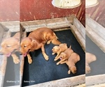Small #2 Golden Retriever