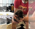 Small #2 Cane Corso