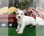 Image preview for Ad Listing. Nickname: Kobe