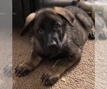 Small Photo #1 German Shepherd Dog Puppy For Sale in FAIRMOUNT, IN, USA
