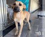 Small #3 Retriever  Mix