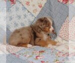 Small Photo #6 Miniature Australian Shepherd Puppy For Sale in HARRISON, OH, USA