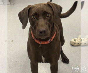 Labrador Retriever-Retriever  Mix Dogs for adoption in Washington, DC, USA