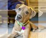 Small #1 Labrador Retriever Mix