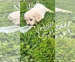 Small #4 Golden Retriever