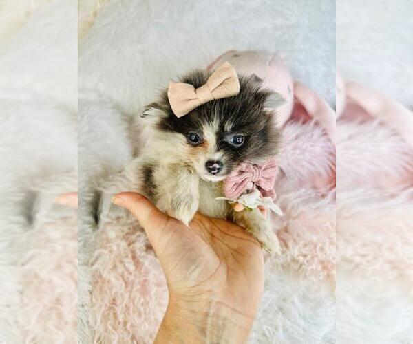 Medium Photo #5 Pomeranian Puppy For Sale in FT LAUDERDALE, FL, USA
