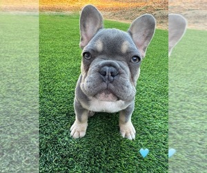 French Bulldog Puppy for sale in PLEASANTON, CA, USA