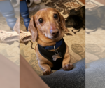 Small Dachshund