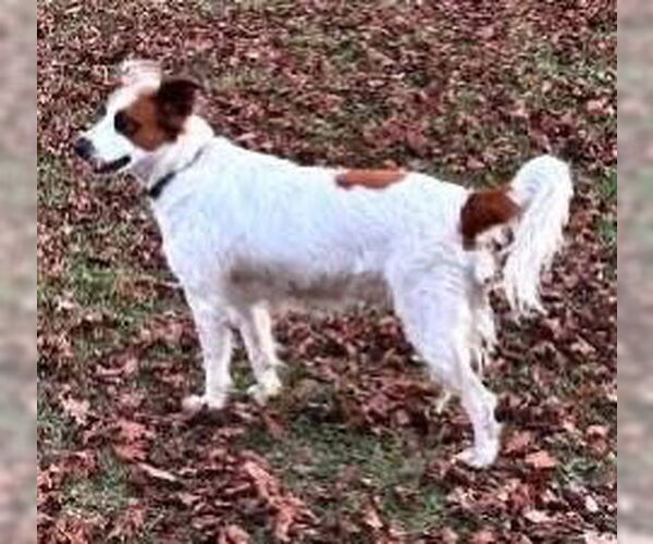 Medium Photo #2 Brittany-Unknown Mix Puppy For Sale in Alexander, AR, USA