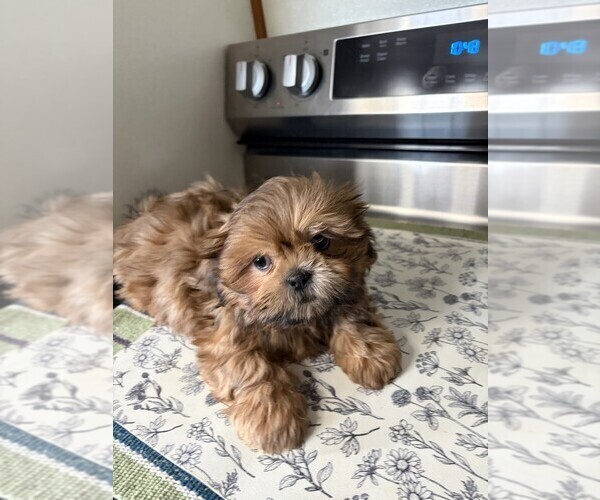 Medium Photo #1 Shih Tzu Puppy For Sale in S ZANESVILLE, OH, USA