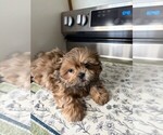 Small Shih Tzu