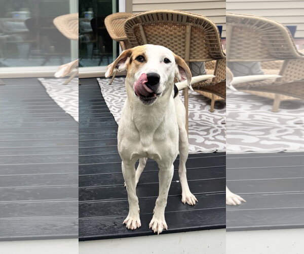 Medium Photo #9 Beagle-Unknown Mix Puppy For Sale in Rockaway, NJ, USA