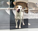 Small #8 Beagle Mix