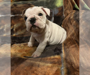 Bulldog Puppy for sale in GREENWOOD, AR, USA