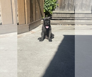 Cane Corso Puppy for sale in SUNNYVALE, CA, USA