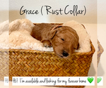 Puppy Grace Poodle (Toy)