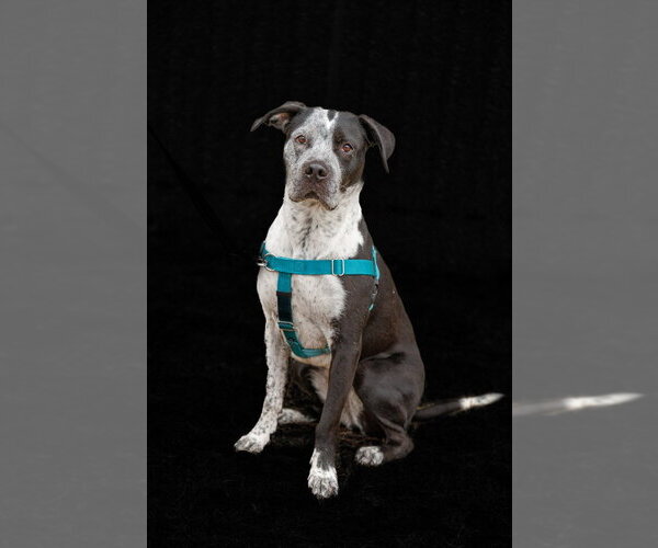 Medium Photo #14 Pointer-Unknown Mix Puppy For Sale in Minneapolis, MN, USA