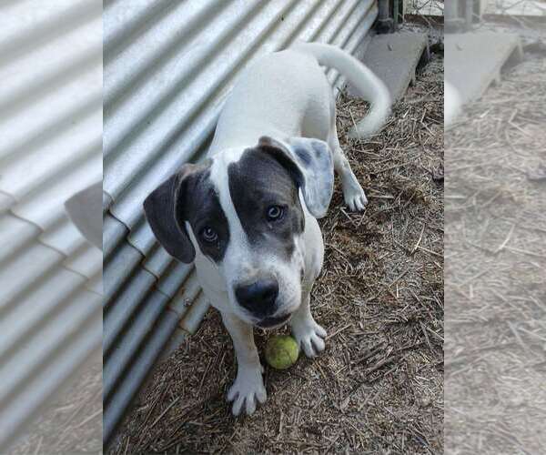 Medium Photo #1 Mutt Puppy For Sale in Eastman, GA, USA